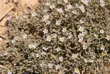 Polycarpaea robbairea flowers