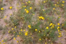 Otoglyphis factorovskyi flowers