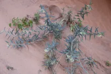 Whole plant