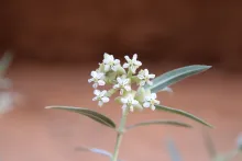 Gomphocarpus sinaicus flowers