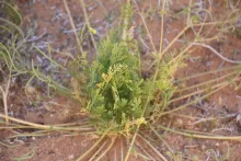 Hypecoum aegyptiacum leaves