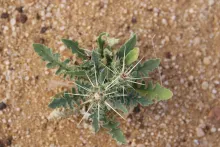 Whole plant