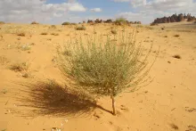 Whole plant