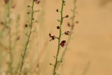 Scrophularia hypericifolia flowers