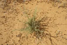 Whole plant