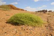 Whole plant