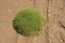 Whole plant