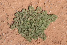 Whole plant