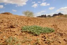 Aizoon canariense in its immediate surroundings