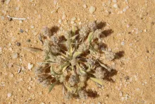 Whole plant