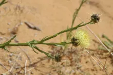 Centaurea pseudosinaica flowers