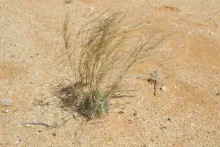 Whole plant