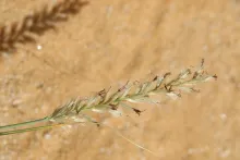 Cenchrus divisus flower