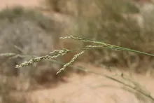 Panicum turgidum fruits