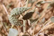 Pergularia tomentosa fruits