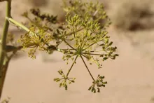 Ferula sinaica flowers and fruits