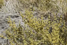 Ephedra alata flowers