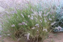 Whole plant