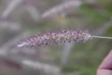 Cenchrus ciliaris fruits