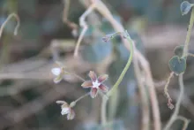 Pergularia tomentosa flower