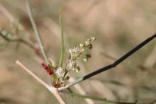 Calligonum comosum flowers