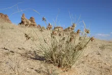 Whole plant