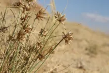 Whole plant