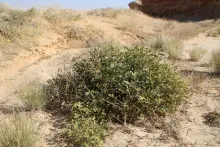 Whole plant
