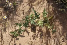 Citrullus colocynthis leaves