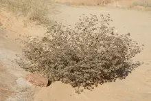 Whole plant