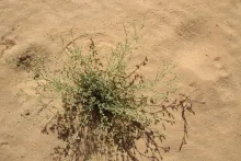 Whole plant