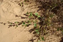 Whole plant