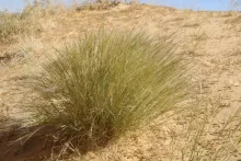 Whole plant