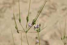 Monsonia nivea flower and fruits