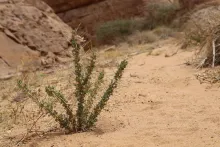 Whole plant