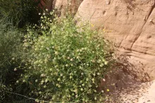 Whole plant