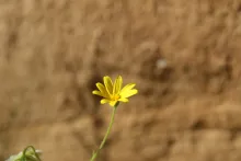 Osteospermum vaillantii flower