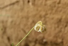 Osteospermum vaillantii fruits