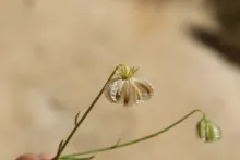 Osteospermum vaillantii fruits