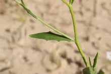 Osteospermum vaillantii leaf