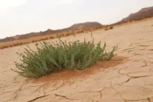 Andrachne telephioides in ephemeral flooded depression