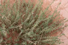 Andrachne telephioides leaves