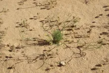 Whole plant