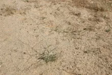 Whole plant