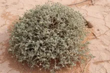 Whole plant