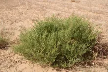 Whole plant