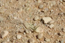 Whole plant
