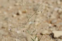 Whole plant