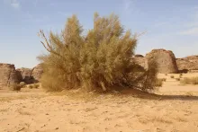Whole plant