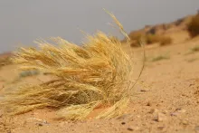 Whole plant